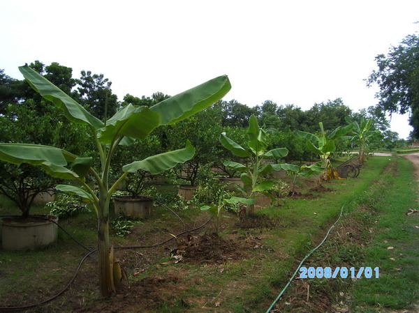 ../Picture/2553/PICT0110.JPG