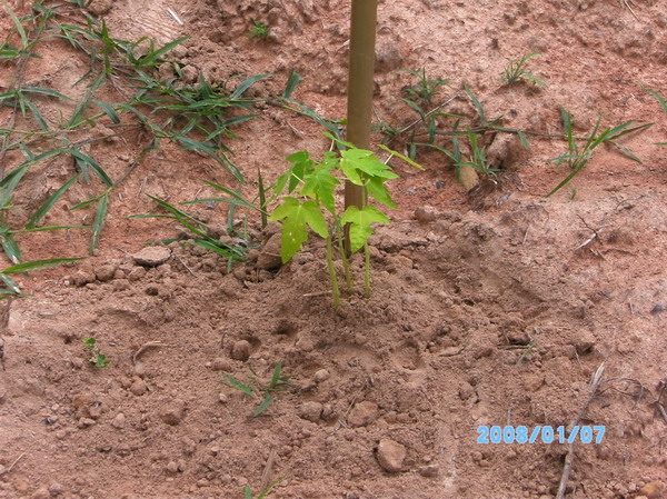 ../Picture/2553/PICT0236.JPG