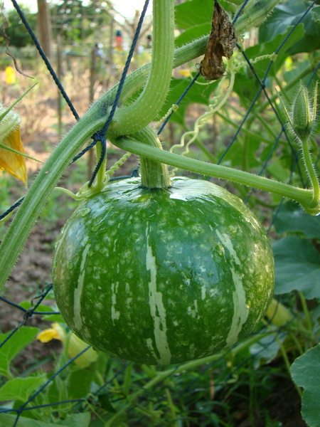 ../Picture/2554/MJUP2011011716293305.jpg