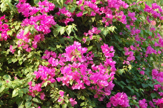 ../Picture/2555/MJUP2012042616405506.JPG