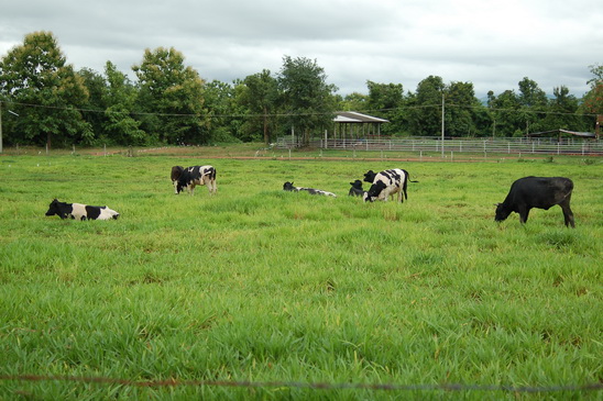 ../Picture/2555/MJUP2012072409454804.JPG