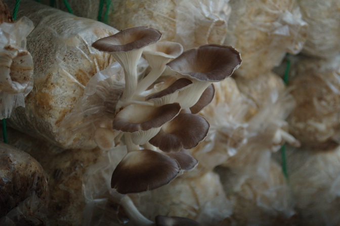 ../Picture/2555/MJUP2012101915565707.JPG