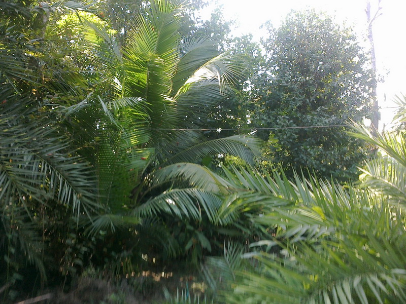 ../Picture/2555/MJUP2012012610110504.jpg