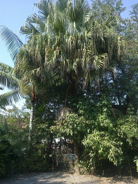 ../Picture/2555/MJUP2012012610110505.jpg