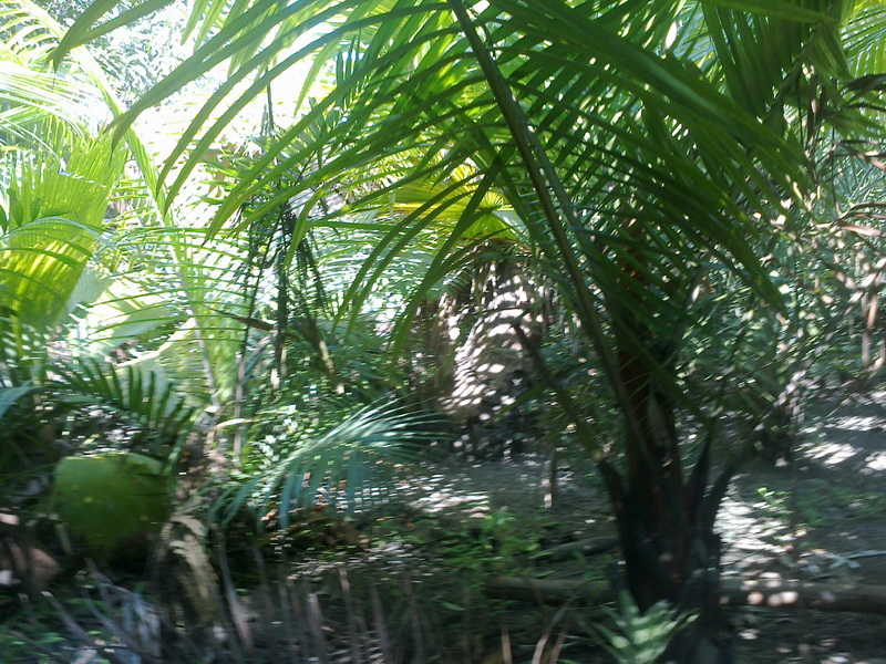 ../Picture/2555/MJUP2012012610110509.jpg