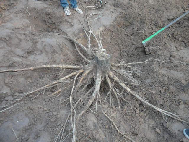 ../Picture/2556/MJU2556070913230323.jpg